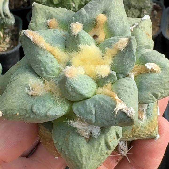 无花朵苗接黑牡丹青瓷922