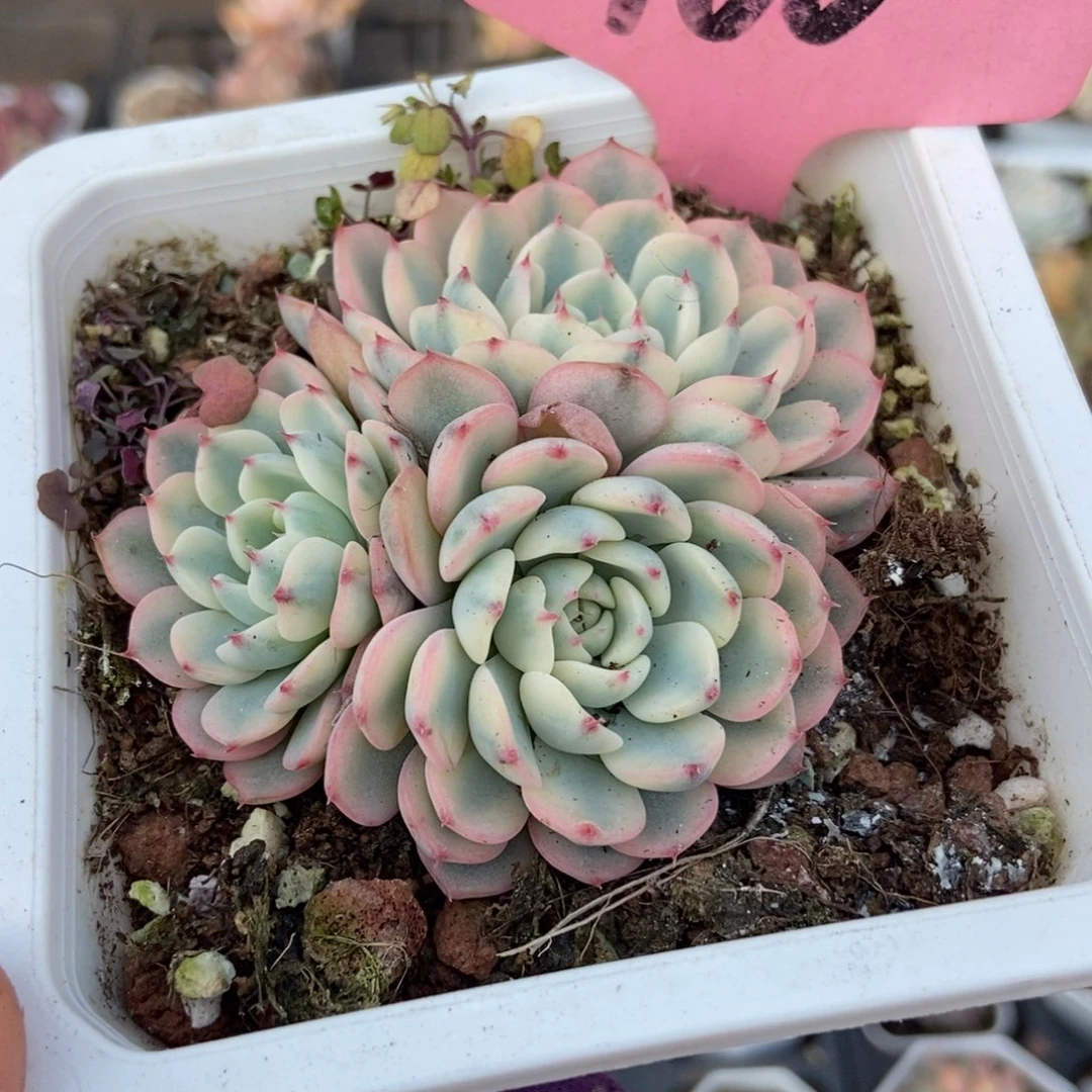 160忌廉锦多肉植物