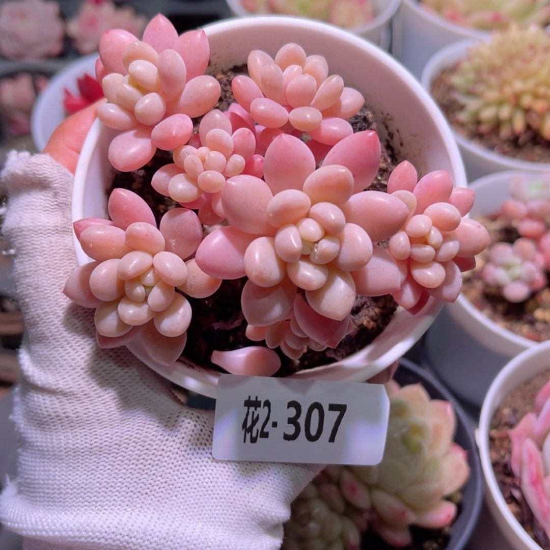 花02-307洛可可群