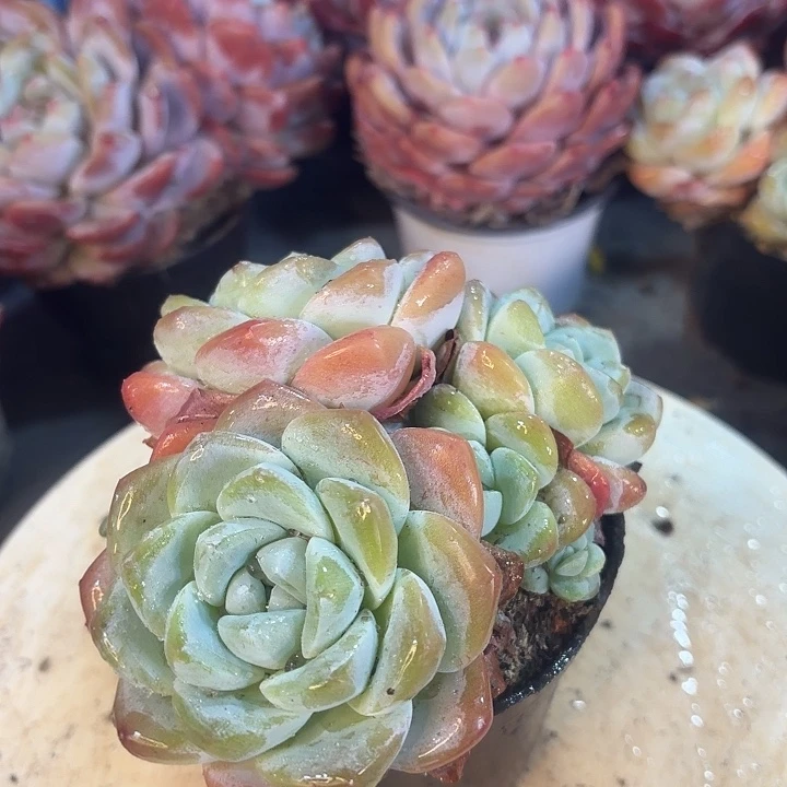 多头小冰玉多肉植物
