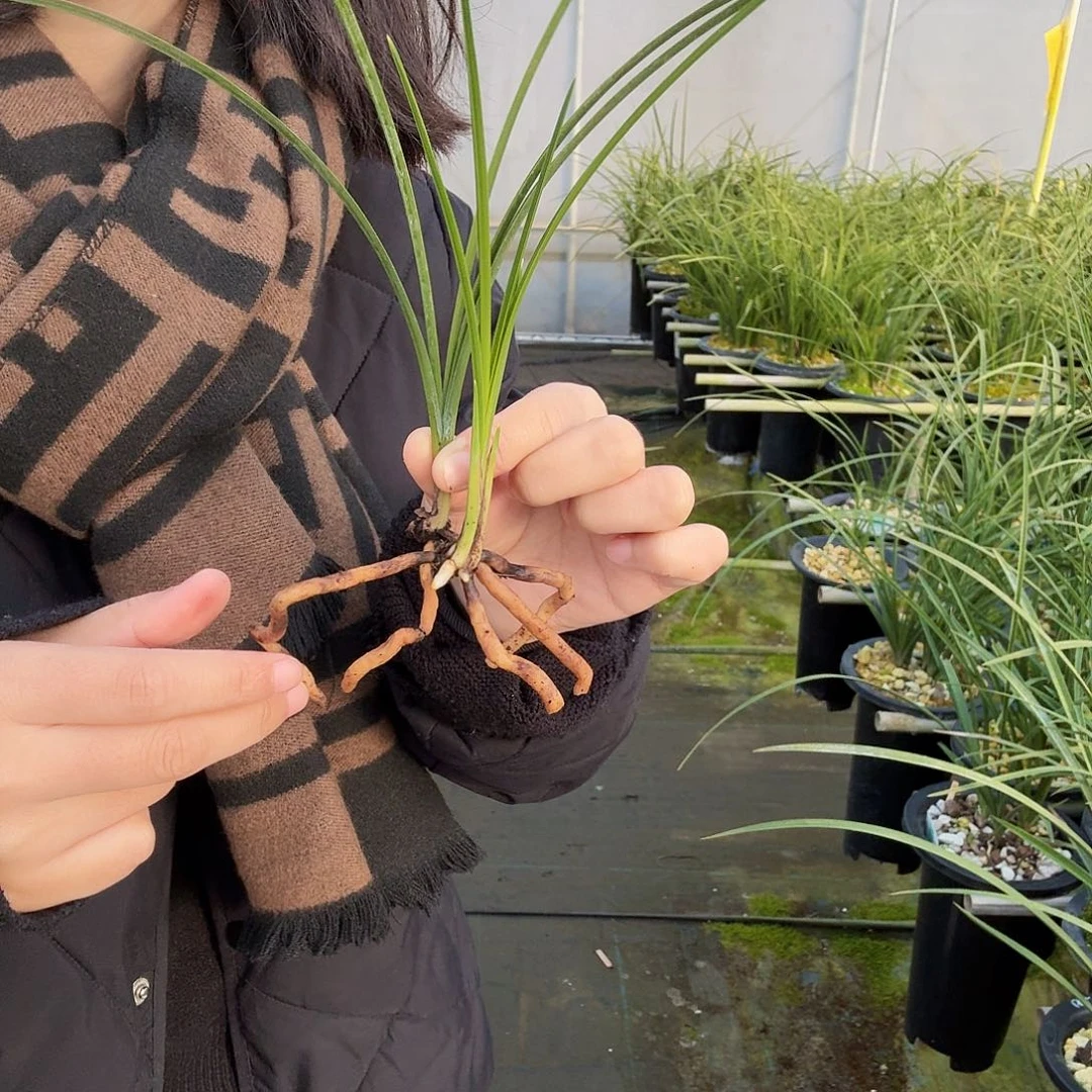 一***香完全开放白玉素1234566987.00