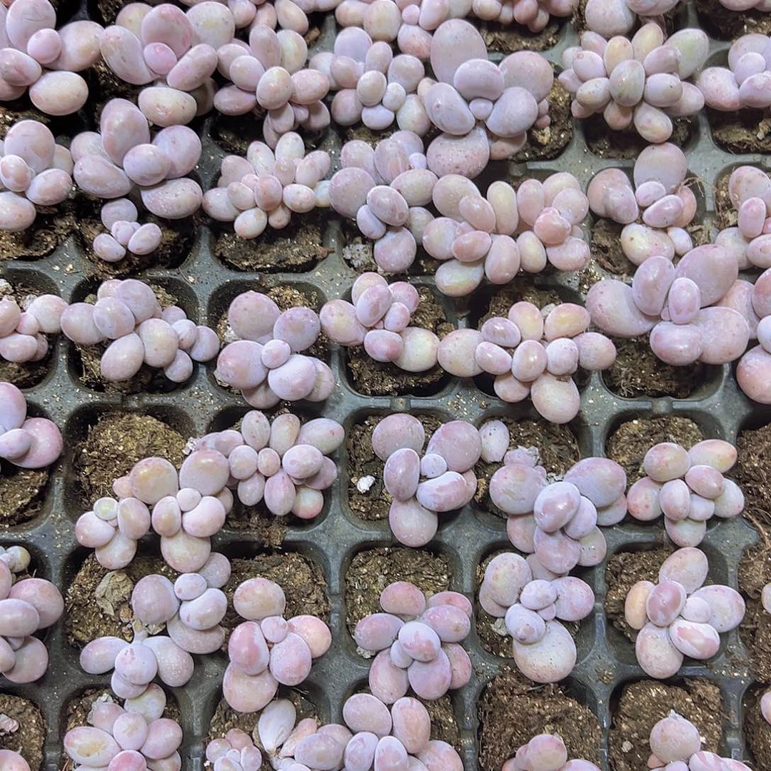 彩虹奶3个19包邮多肉植物七彩豆奶