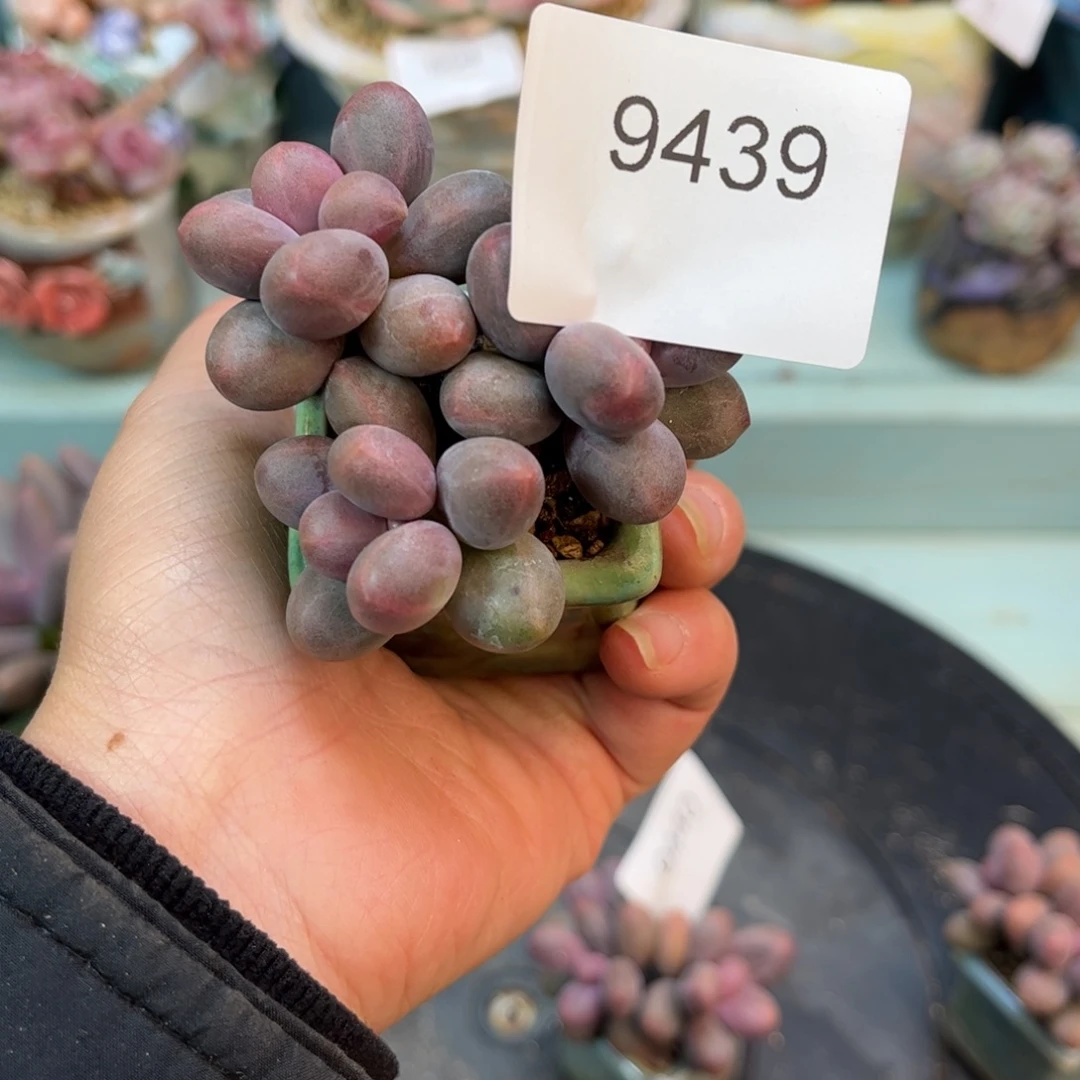 9439三头糖果美人多肉