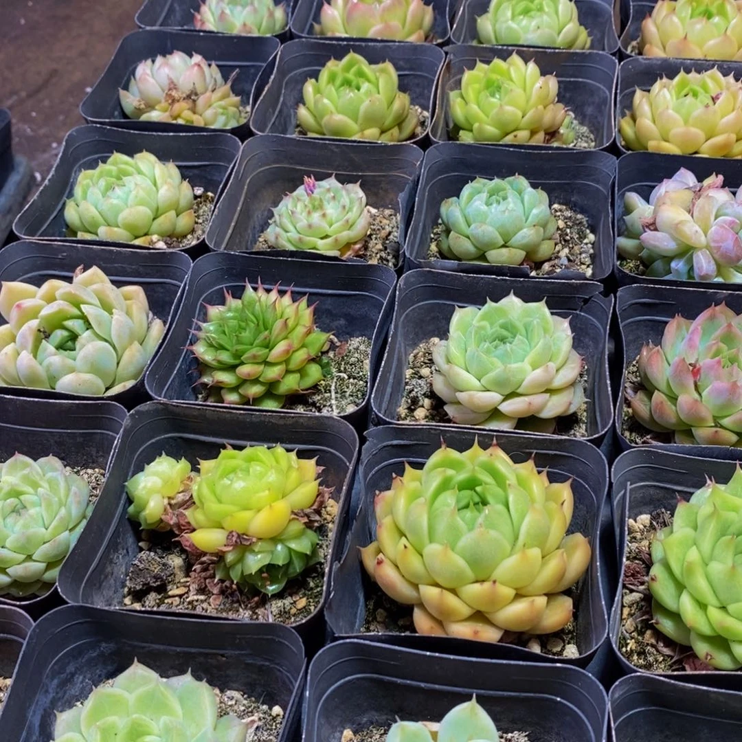 211的人和事都是一样的人