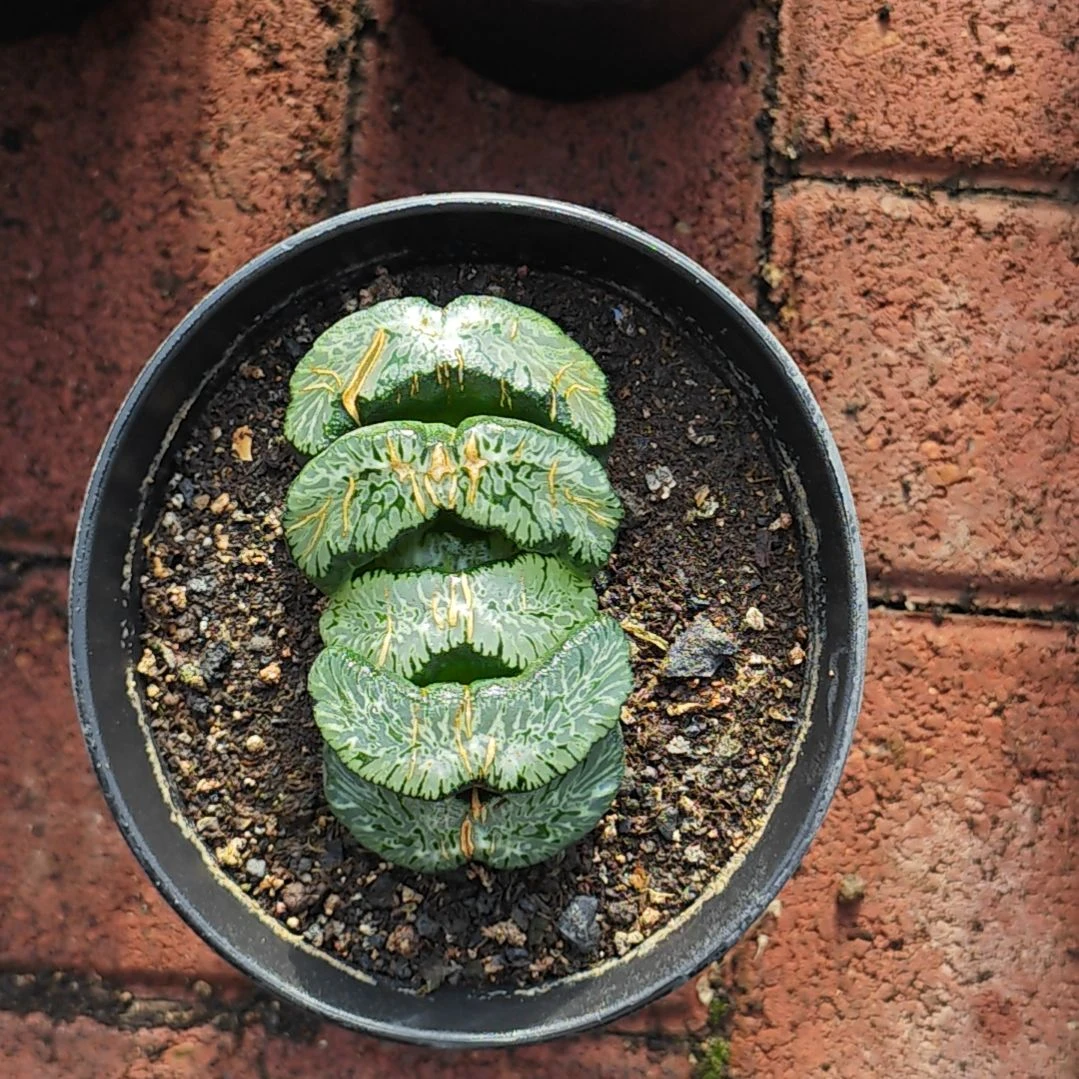 武则天玉扇多肉植物原盆土