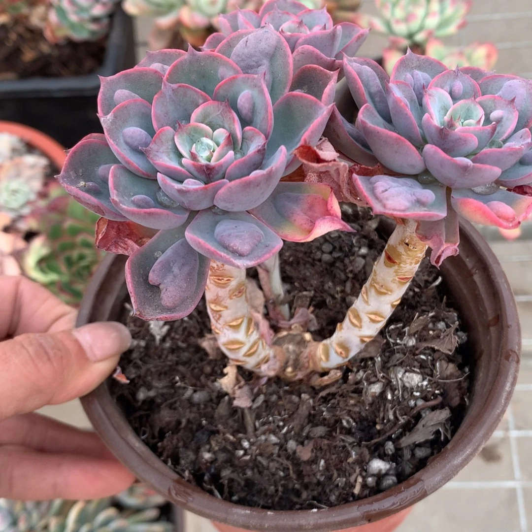 六*?雨滴多肉植物三头