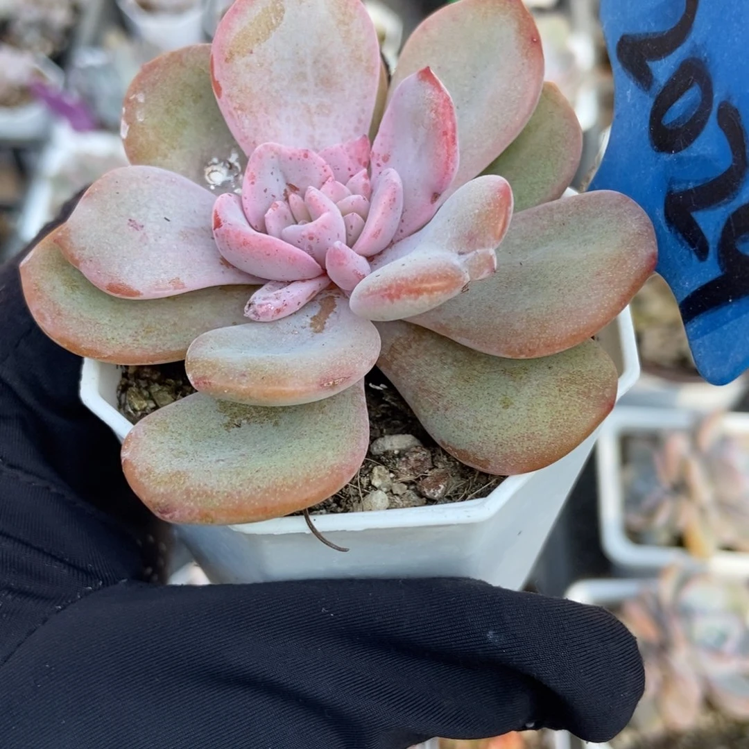 2029奶茶多肉植物