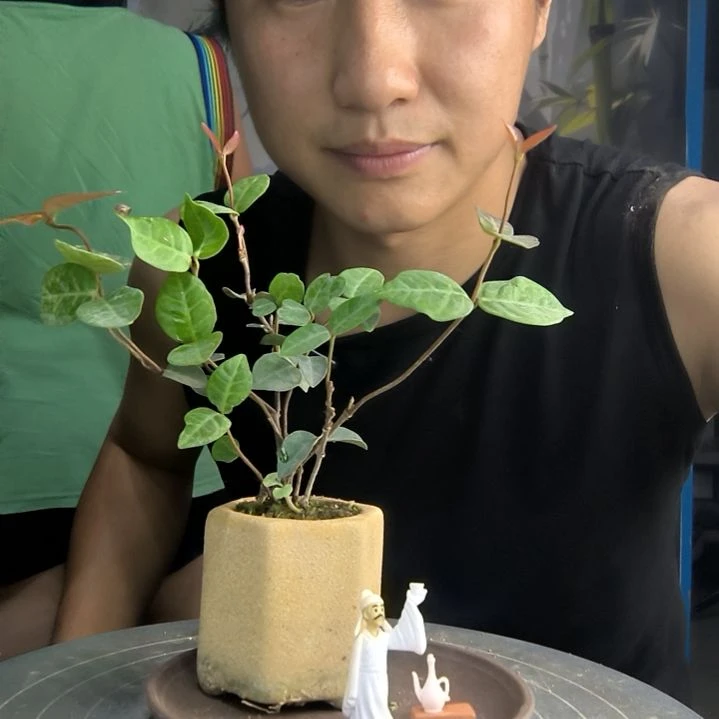 4****人中青园艺一物一拍6