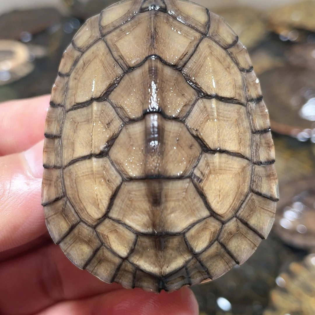 宠物龟不分公母5.6