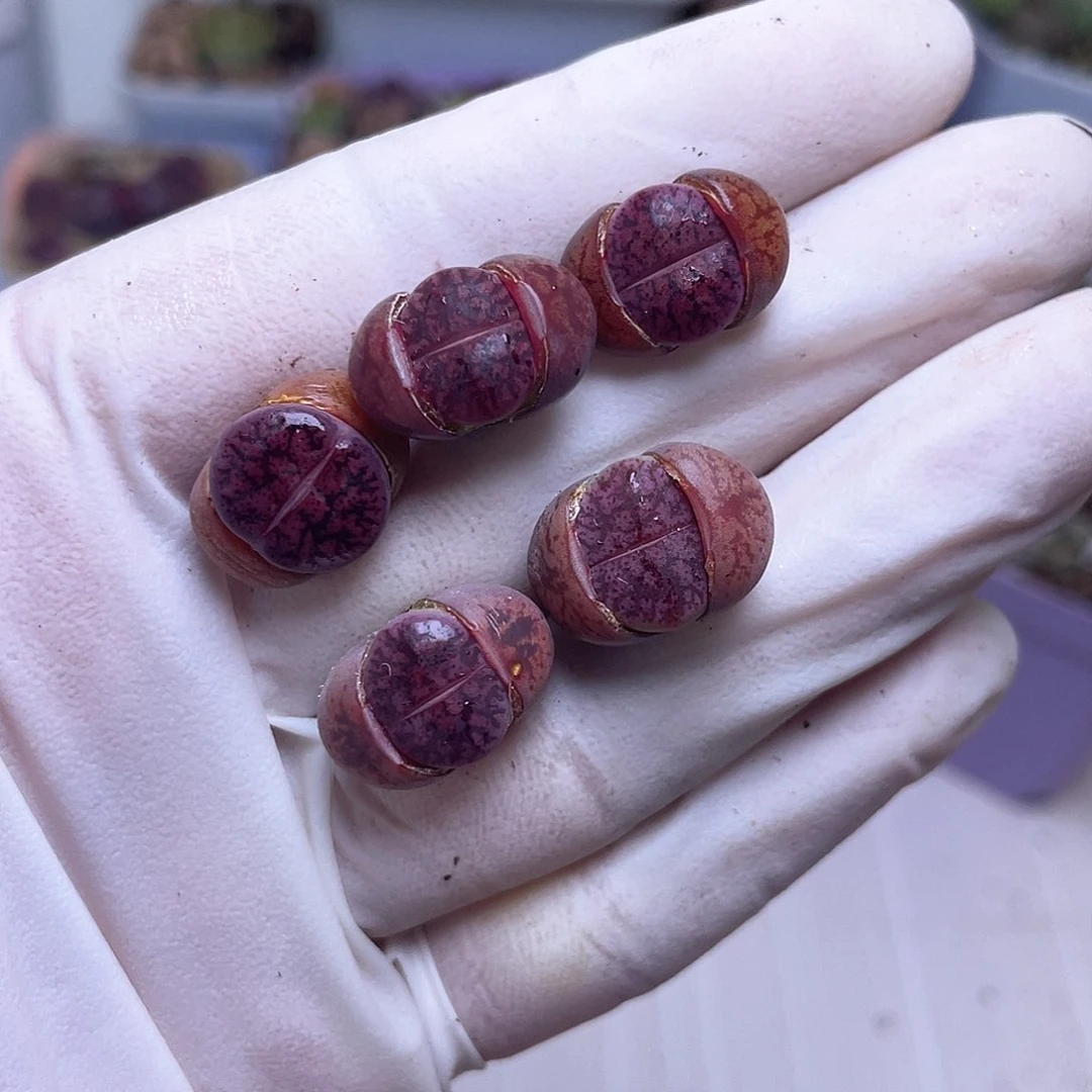 5 紫色一箭……………………