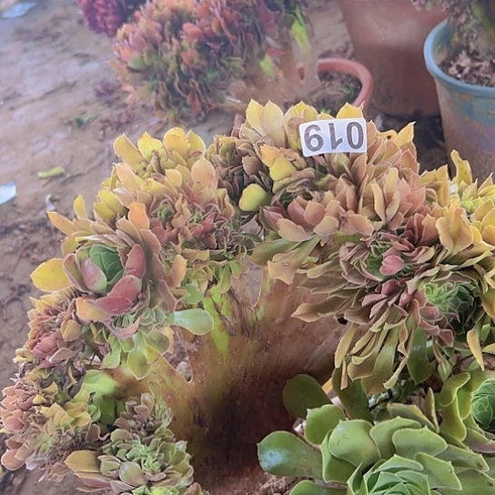 Y***Y多肉植物一个法师