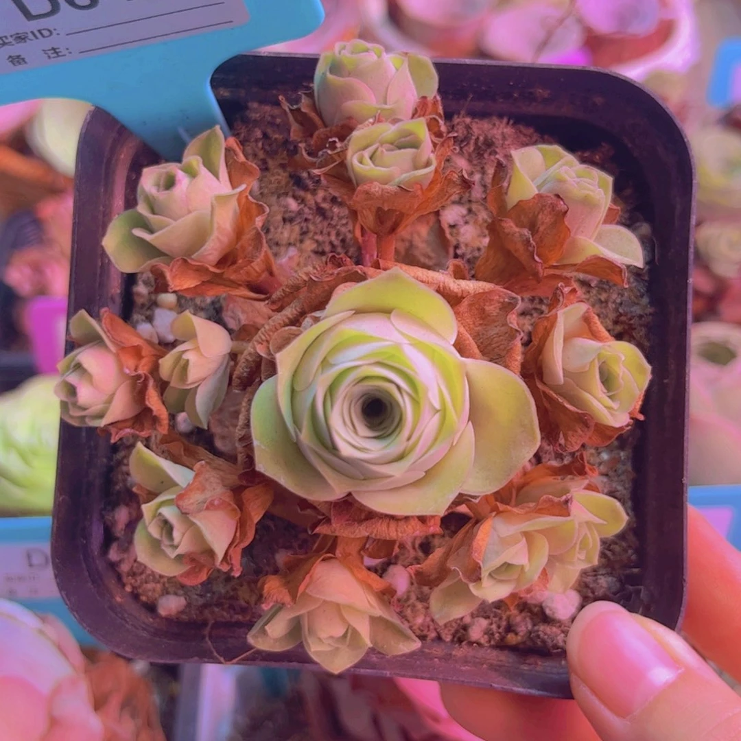 645山地玫瑰绿色