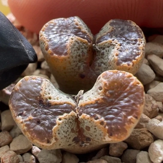 全窗蝴蝶勋章一颗686。