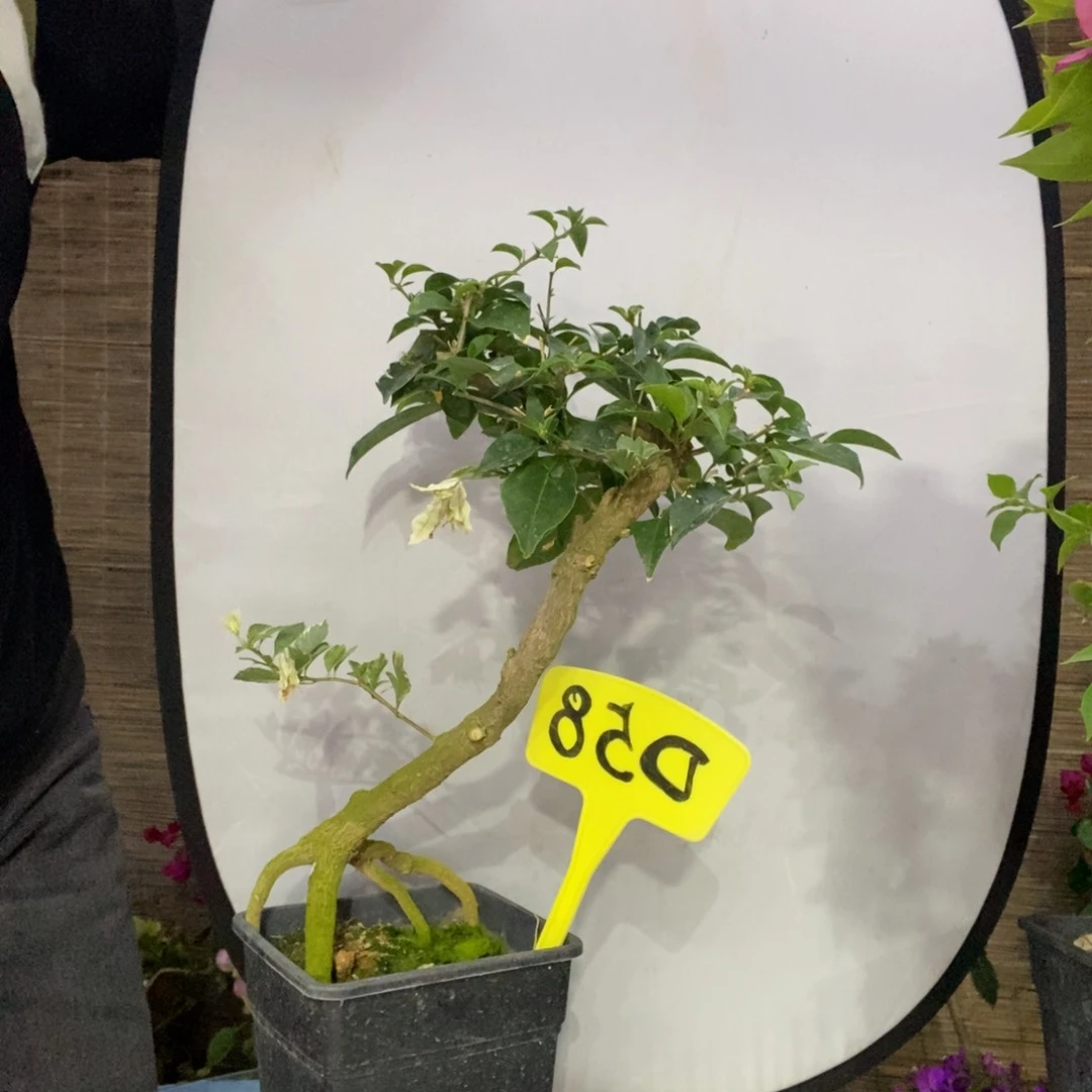 优***汇三角梅白雪D58