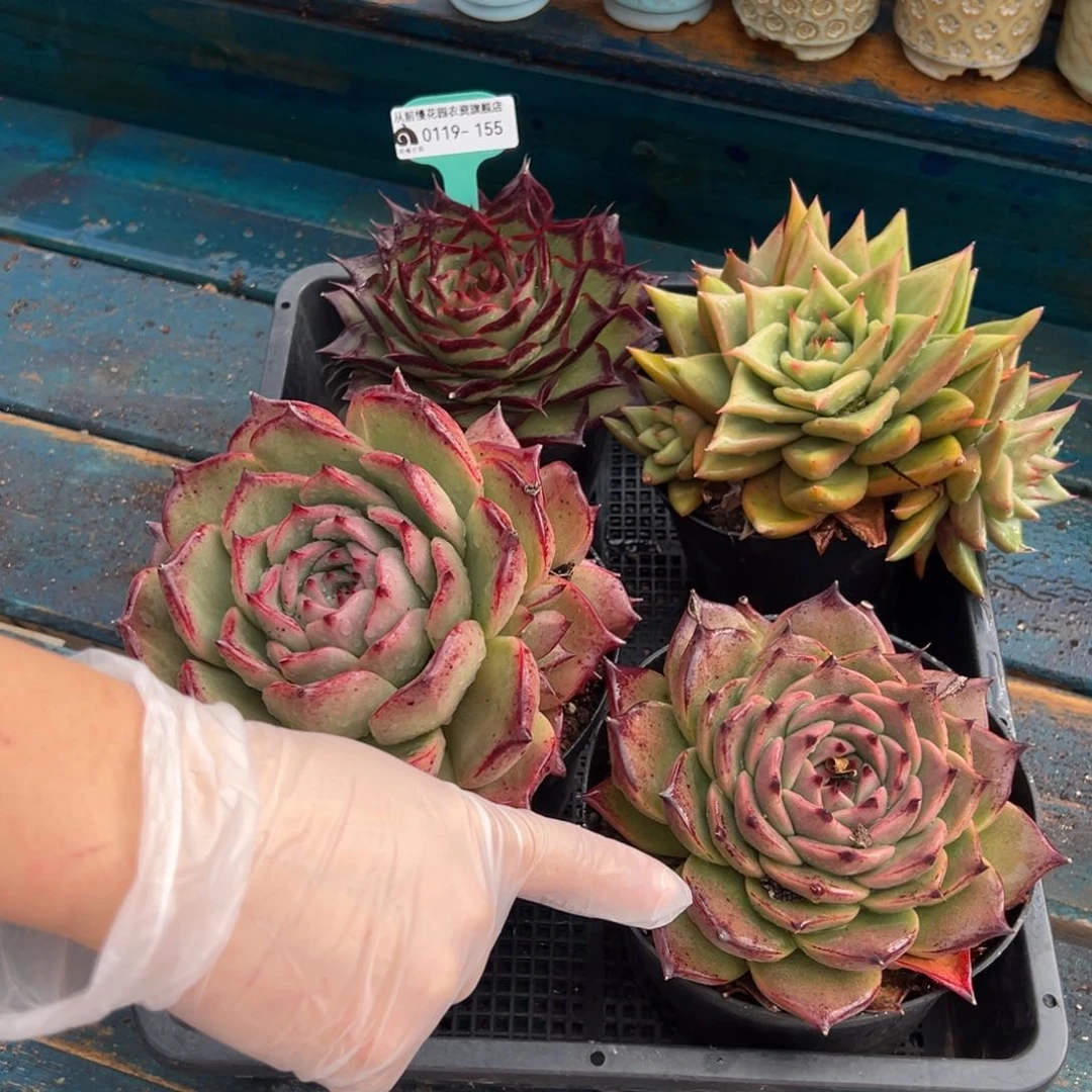 从前慢多肉精选编号0119.155