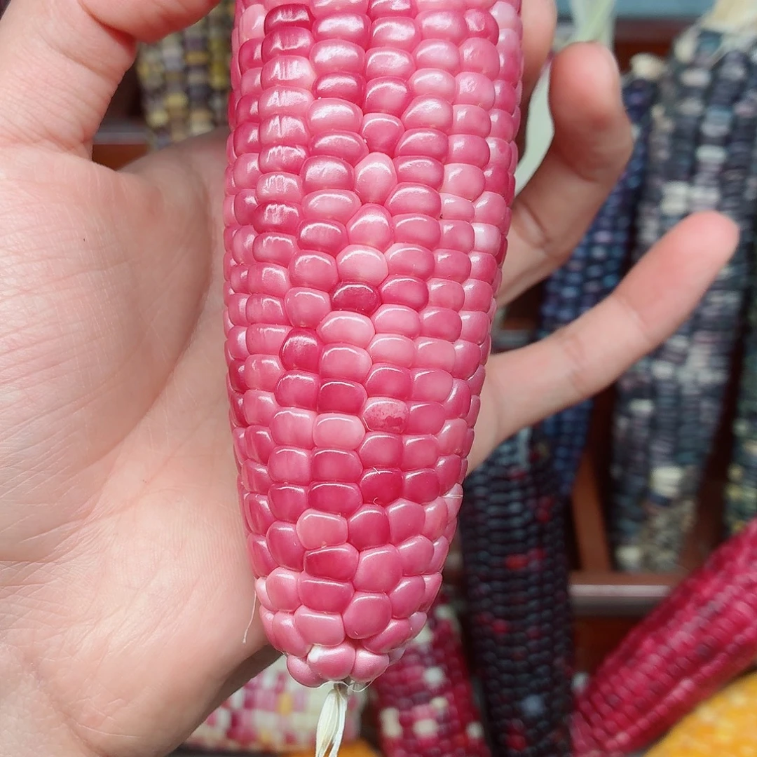 じ***你白玉菩提吊坠文玩玉米毛料精品