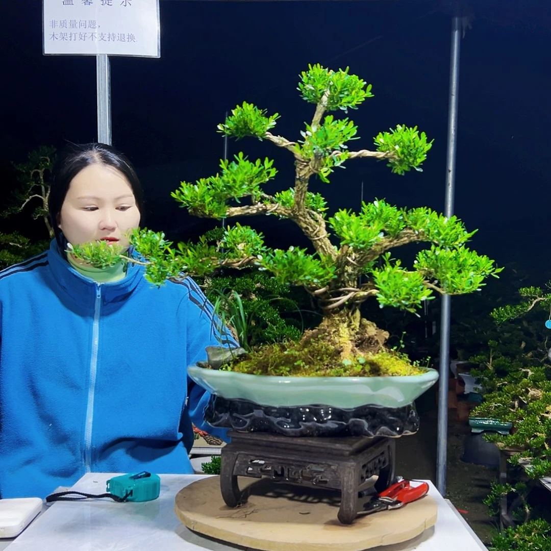 无花朵黄杨木