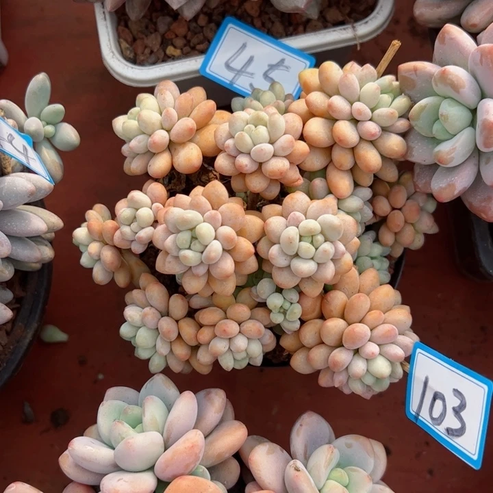 103洛可可平平安安健健康康