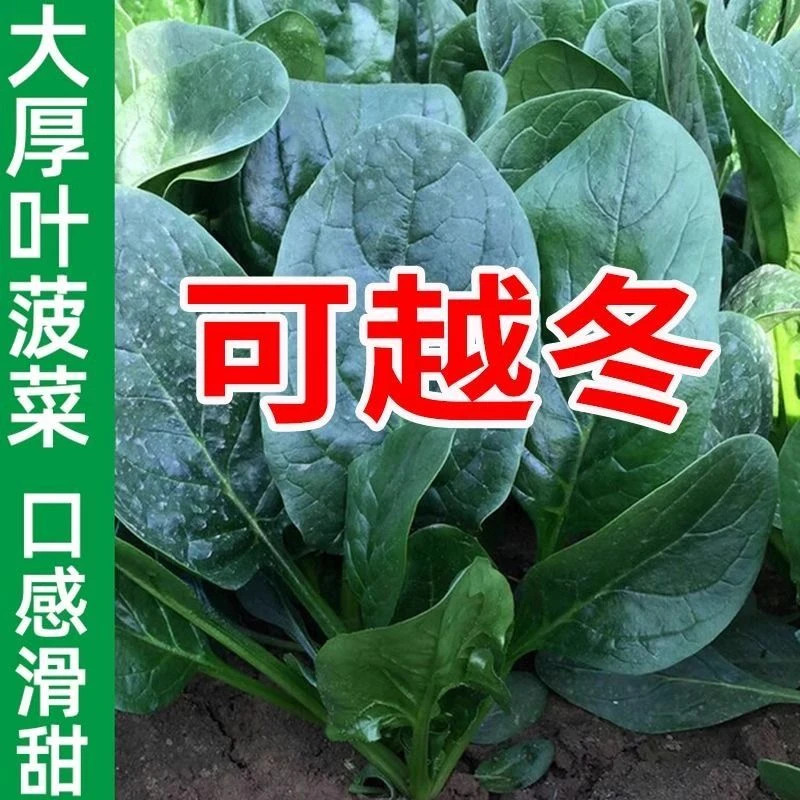 超推荐大叶菠菜种子四季易种原生态菠菜籽种子抗病耐热耐寒越冬蔬