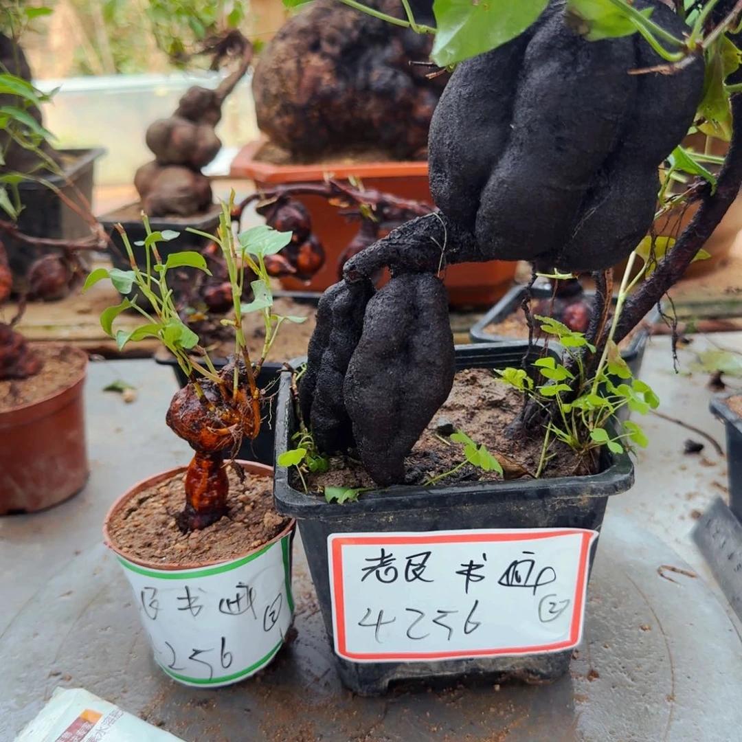 完全开放福利何首乌