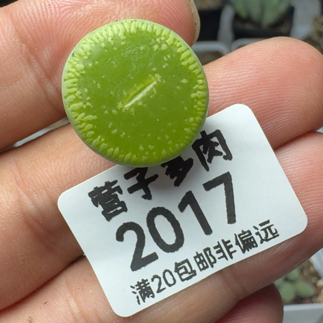 绿光阳。