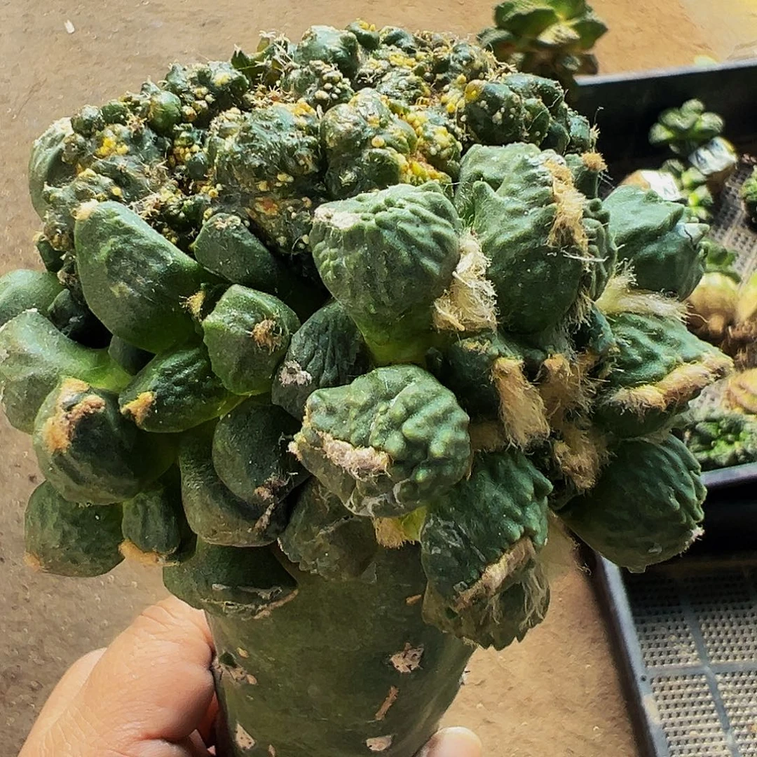 无花朵福利怒涛嵌合体牡丹509