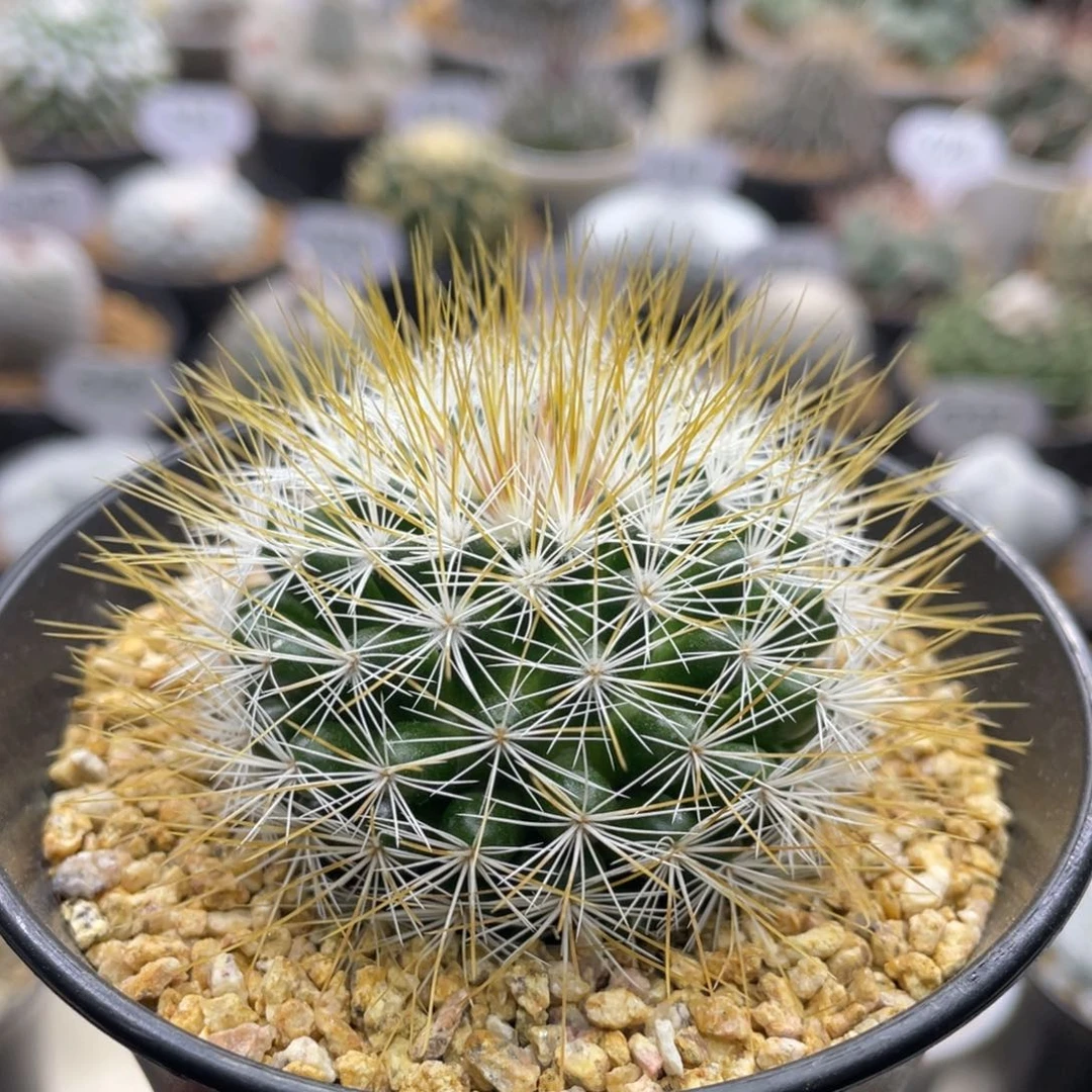 折后价      金刺马库斯 实生根