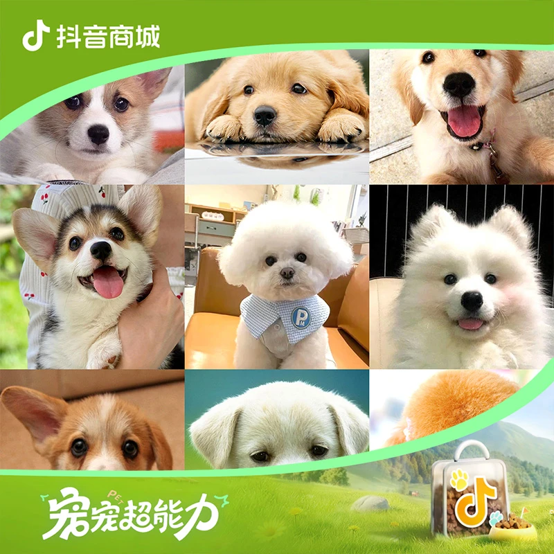 潮汕机场宠物直播基地小狗