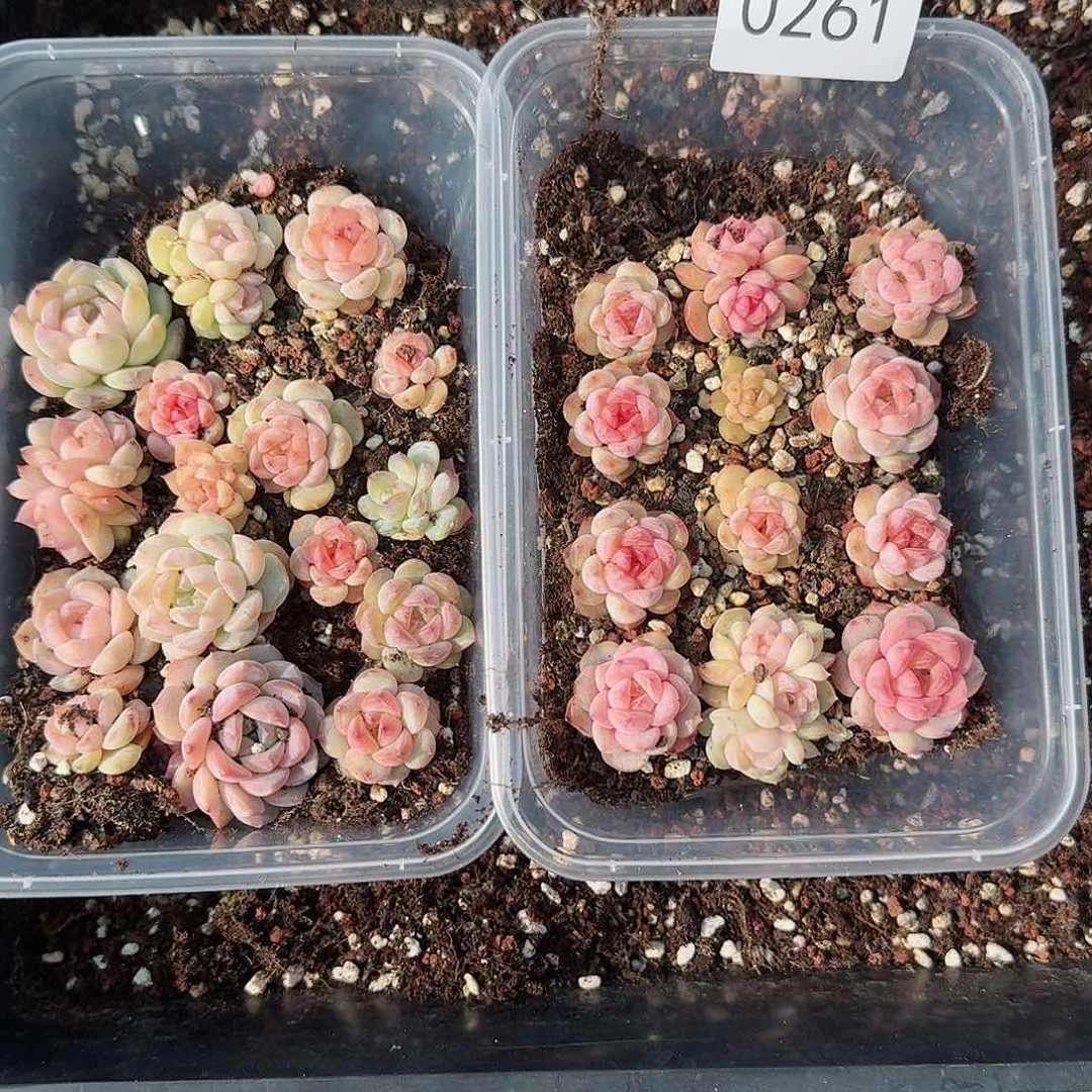 转***喔杂交新品珍妮多肉261