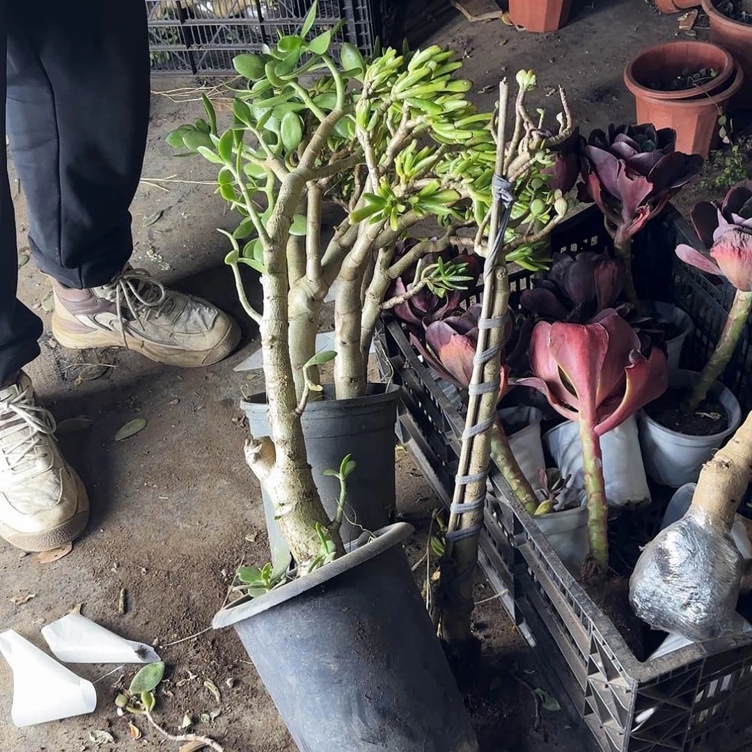 四***哥7238姬红花月不售后