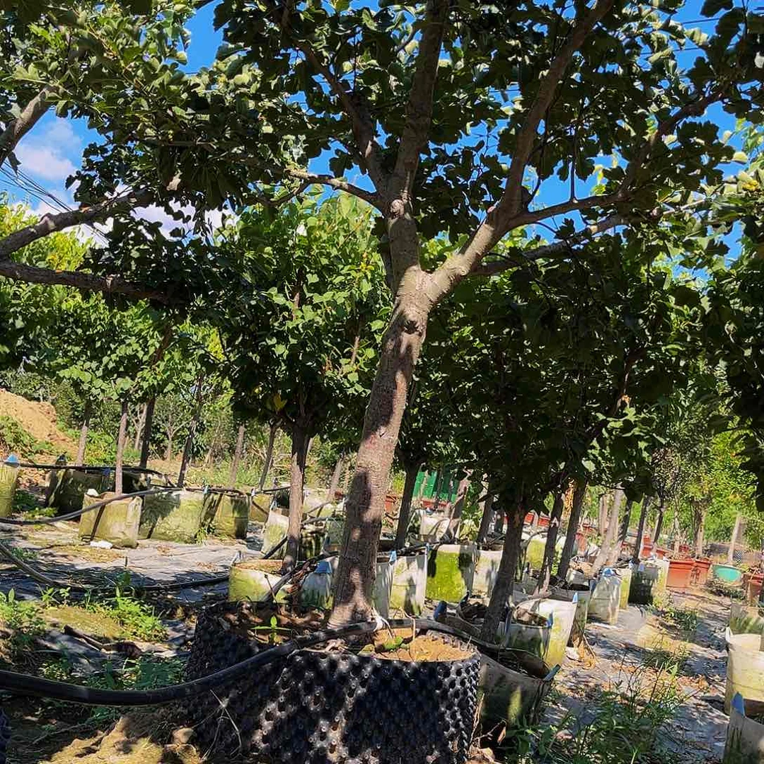 无花朵山楂树一棵包邮到家