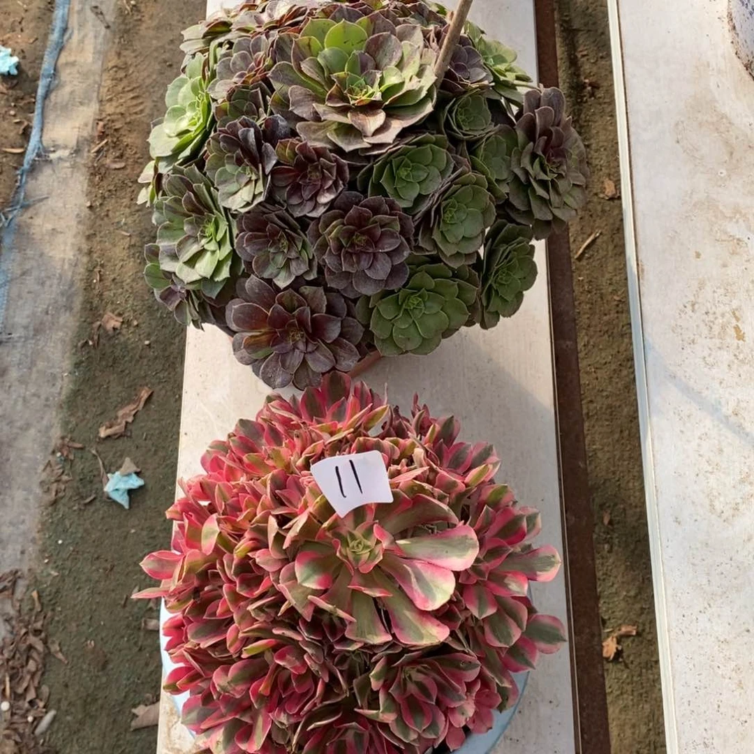 全部花朵多肉植物组合拼盘11