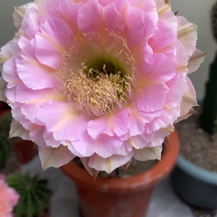 香香520侧芽3.5公分左右有一点干皮