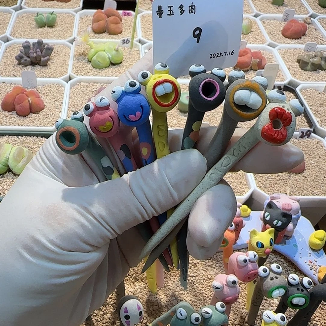 *****多肉多肉多肉7.16-009