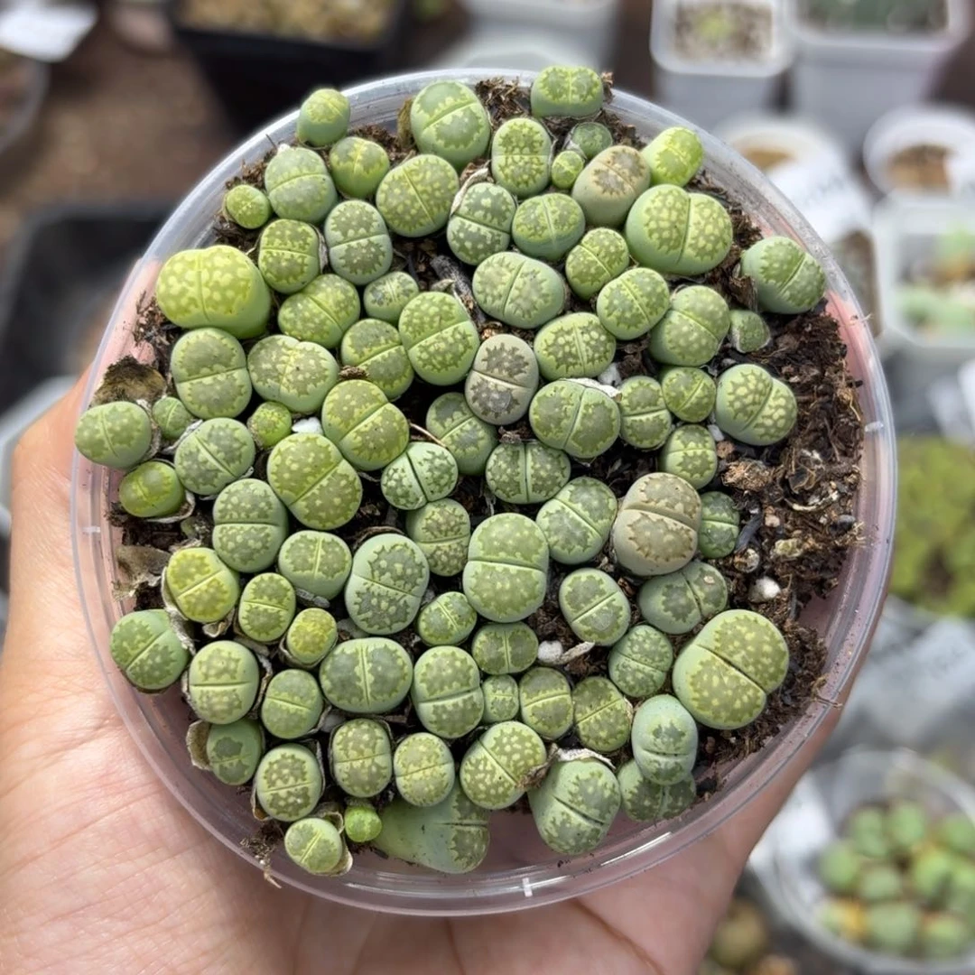 3547 生石花和肉锥