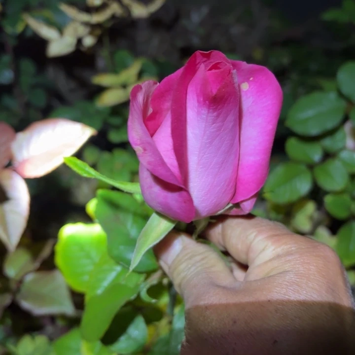 无花朵一加帕亚尔