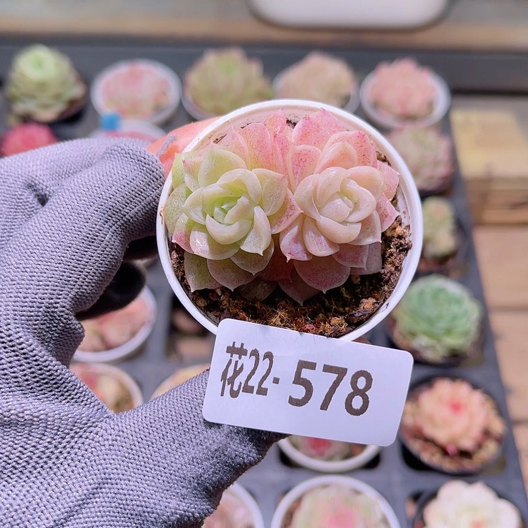 花22-578女王双头