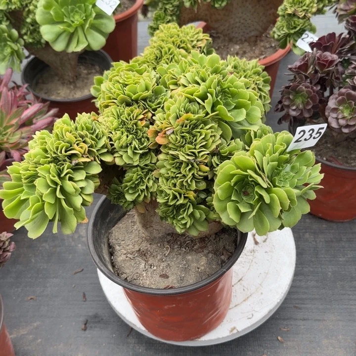 多肉植物绿羊绒缀235