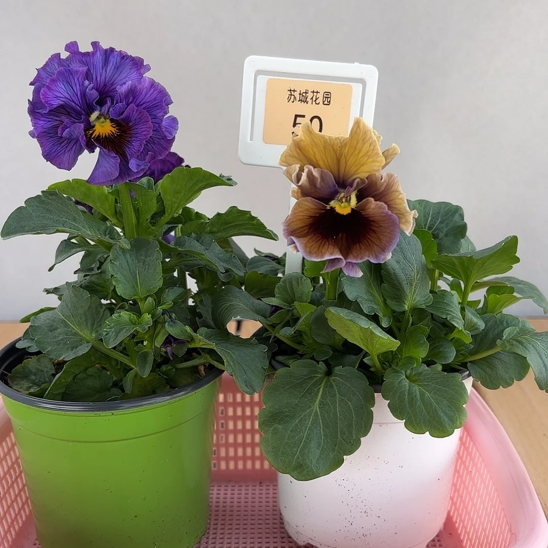 大部分开放少量花苞50