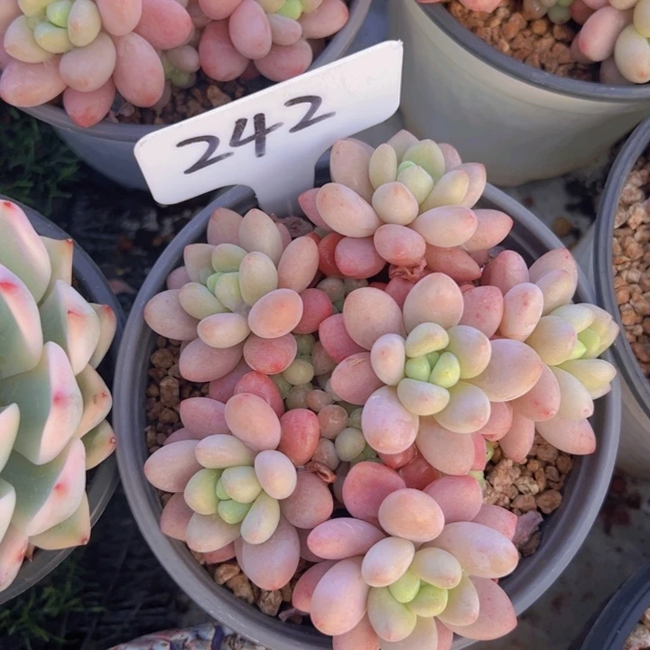 健健康康平平安安