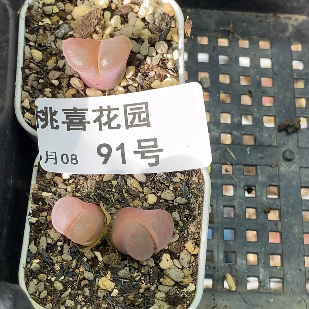 句*。桃喜花园0608-91风铃2颗