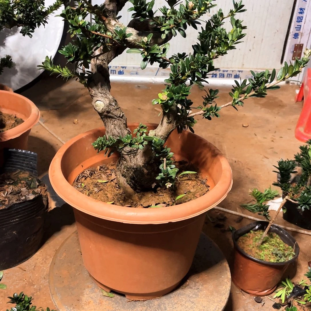 广***汉无花朵罗汉松盆景珍珠罗汉松