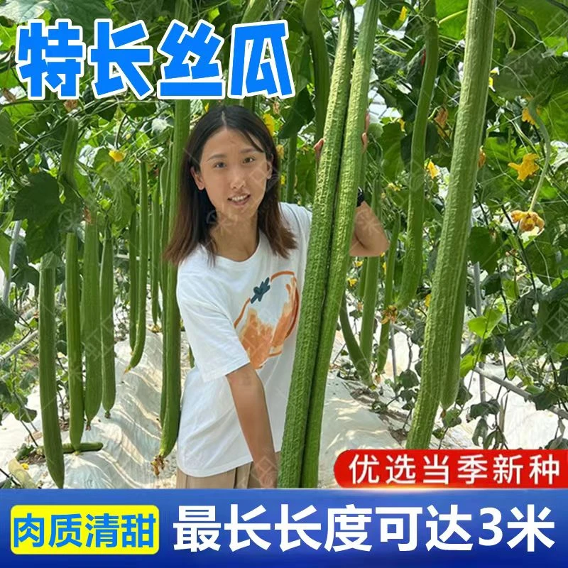 特长巨型长丝瓜种子四季高产丝瓜种子播优质蔬菜种籽