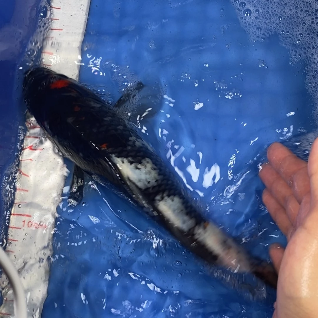 锦鲤冷水锦鲤包邮
