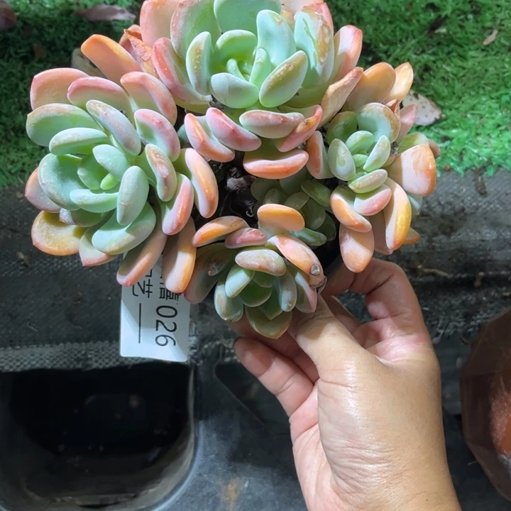 026香橙多肉植物