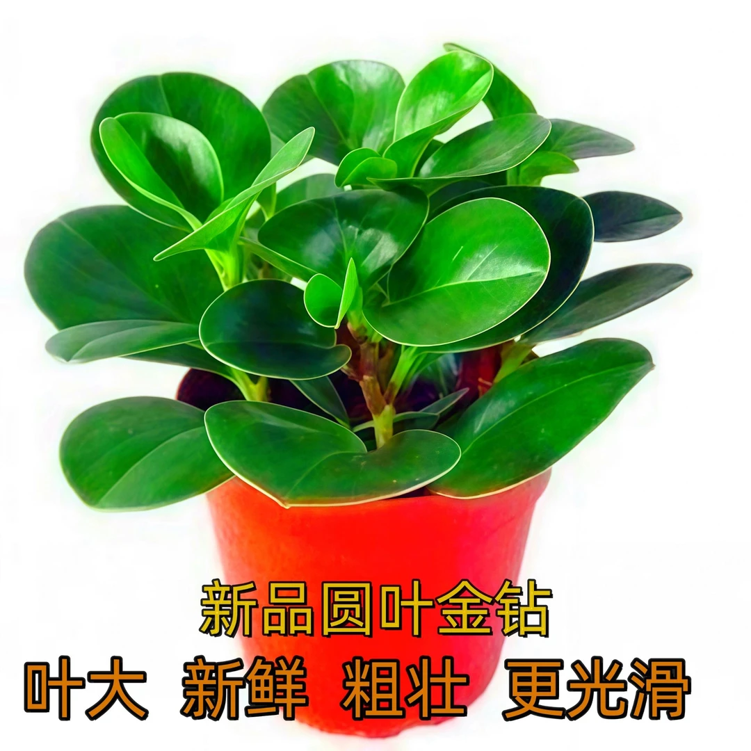 【新品圆叶金钻】办公室客厅盆栽四季常青可水培土培室内绿植吸甲醛