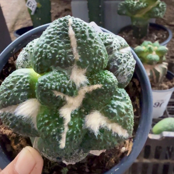 无花朵509老款超大尤连山牡丹