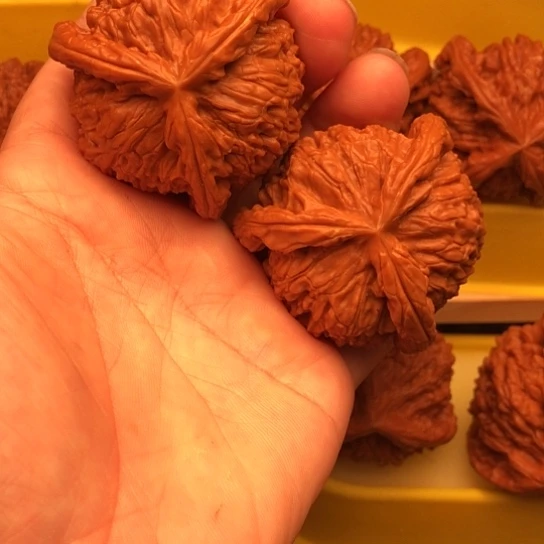 悠***在核桃核桃核桃核桃核桃核桃