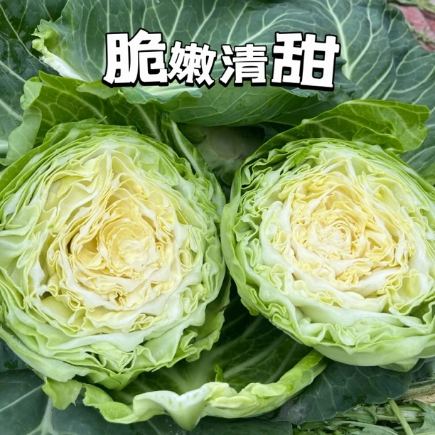 湖北农家自种新鲜包菜圆白菜绿甘蓝莲花白卷心菜现摘现发时令蔬菜