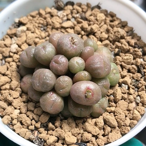 多肉肉锥 蜜枣铜壶